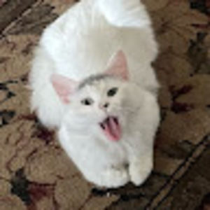 Meet your Posher, Shelli